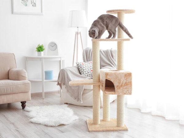 Smart teknik i klösträd – nästa steg för aktiva och friska katter